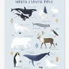 Affiche Animaux Pôle Nord/Sud Living Earth LILIPINSO Bleu Glacier – Lilipinso De super promotions disponibles 10